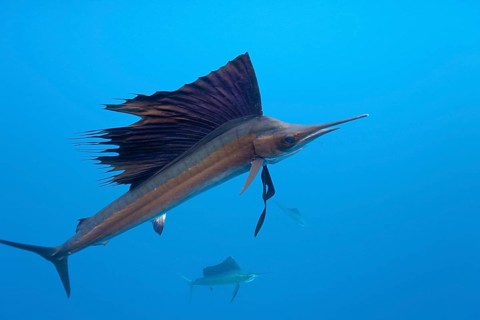Atlantic Sailfish, Isla Mujeres, Yucatan Peninsula, Mexico (Istiophorus albicans), Spearfish,