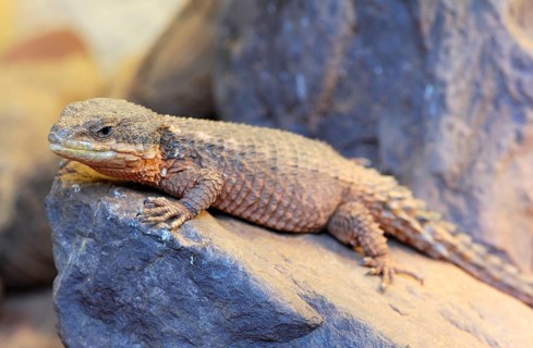 East african spiny-tailed lizard (Cordylus tropidosternum)