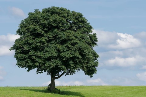 Horse-chestnut (Aesculus hippocastanum) in a meadow, calming image, screensaver, meditation,