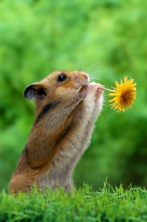 Golden hamster (Mesocricetus auratus) with flower