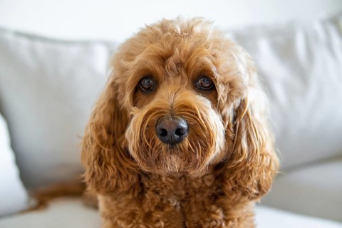 Cavapoo dog on the couch, mixed -breed of Cavalier King Charles Spaniel and Poodle