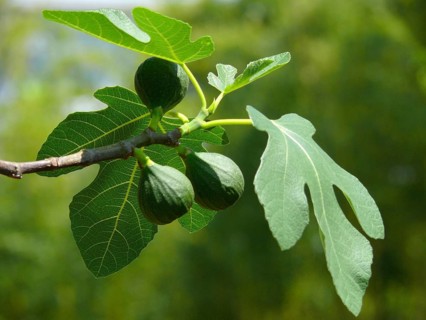 Bavarian Fig, Violetta Ficus carica, common fig (Ficus carica)