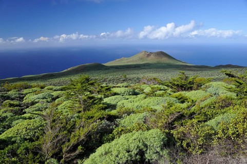Juniper tree grove, El Sabinar, El Hierro, Canary Islands, Juniper, Spain, Europe