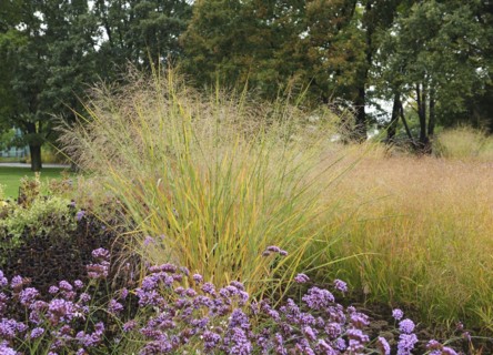Switchgrass (Panicum virgatum 'Cloud Nine'), EGA-Park, Erfurt, Thuringia, Germany, Europe