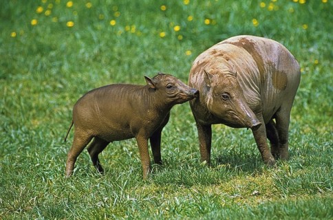 Babirusa (babyrousa babyrussa), Mother with young