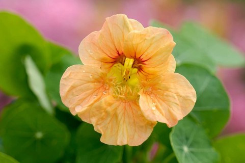 Nasturtium 'Tip top apricot' (Tropaeolum majus)