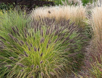 Lamp-cleaning grass (Pennisetum alopecuroides 'Black Beauty')