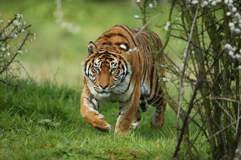 Sumatran Tiger (panthera tigris sumatrae)