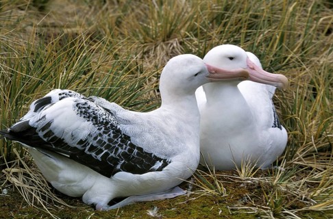 Southern southern royal albatross (Diomedea epomophora), pair courtship, Antarctica