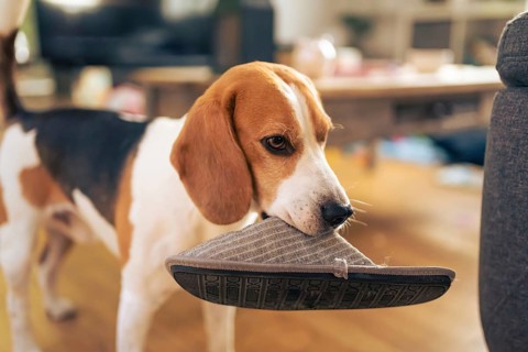 Dog holding a slipper in mouth. Standing indoors. Canine theme