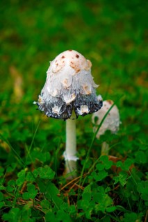 Crested tintinnabuli, mushrooms, tintinnabuli