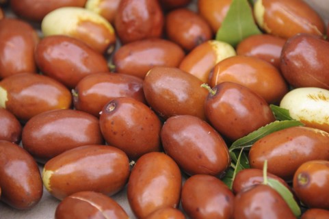 Chinese date (Ziziphus jujuba 'Meimizao')