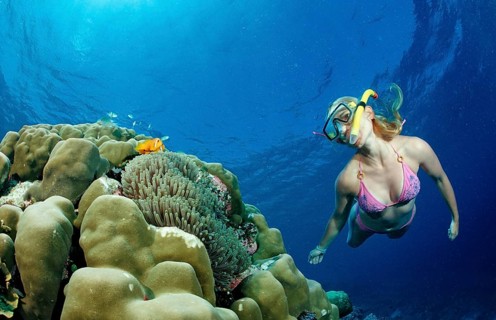 Snorkeller and Maldives anemonefish, Amphiprion nigripes, Maldives, Indian Ocean, Meemu Atoll, Asia