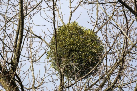 European mistletoe in a tree