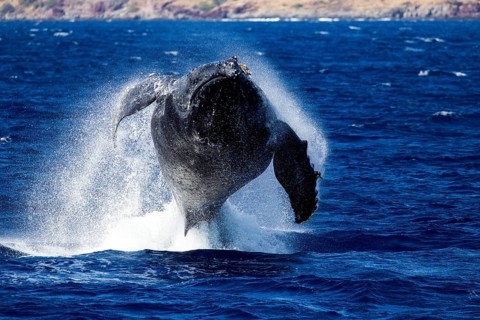 Closeup of large whale jumping head-on out of blue water