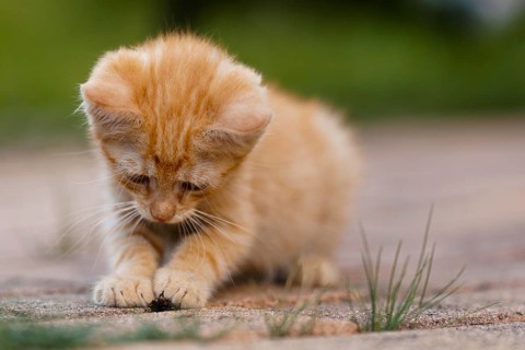Cute little red kitten playing outdoors. Portrait of a red kitten in the garden. Tabby funny red