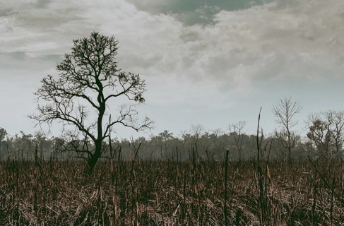 Silhouette of a lonely leafless tree in the rainforest jungle on a burnt land for deforestation.