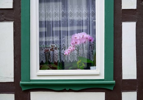 Stolberg orchid flowers window in Harz mountains of Germany