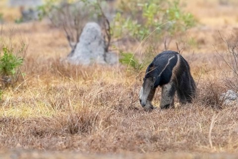 Giant anteater (Myrmecophaga tridactyla), at dusk, in front of sunrise, Pantanal, inland, wetland,