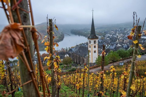 River in the mist meanders in a 180 degree loop through a valley between vineyards. A great