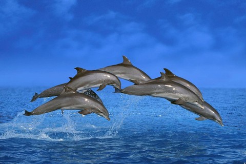 Bottlenose dolphins (Tursiops truncatus), page