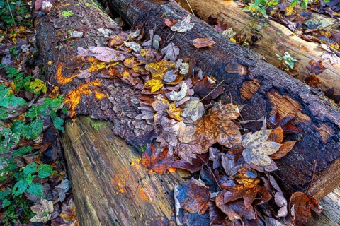 Autumn-coloured leaves lying on felled tree trunks in the forest, autumn forest,