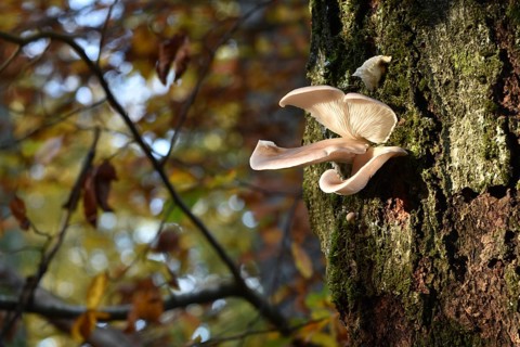 Oyster mushrooms (Pleurotus ostreatus) on a tree in autumn forest of the Hunsrück-Hochwald National