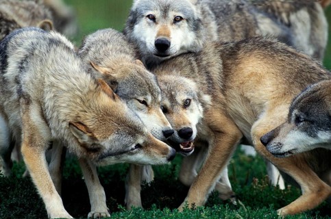 European Wolf (canis lupus), Pack of Adults