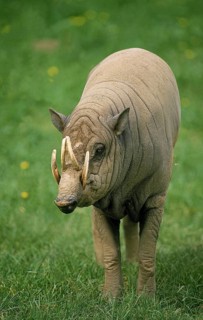 Moluccan babirusa (babyrousa babyrussa), INDONESIA