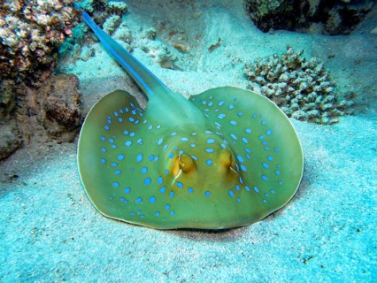 Ray fish in the coral reef