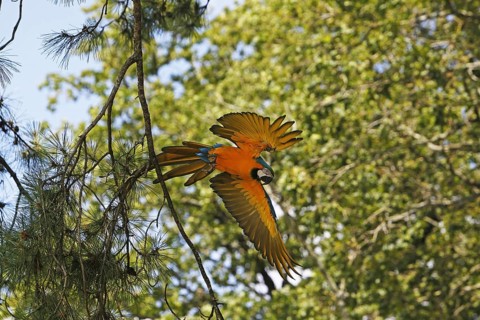 Blue and Yellow Macaw (ara ararauna), Adult in Flight