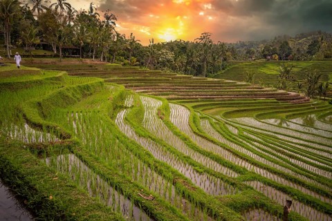View of the rice terrace in Blimbing and Pupuan. Beautiful hilly fields in the tropical forest of