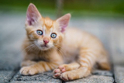 Portrait of a red kitten in the garden. Tabby funny red kitten with green eyes and with big ears.