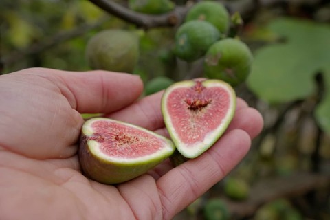 Sliced fruit of the Common fig (Ficus carica), fruit, Kocher valley, Kocher, Schwäbisch Hall,
