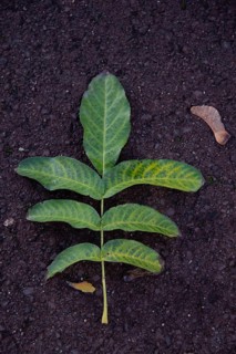 Green leaf on brown soil, walnut leaf, Magdeburg, Saxony-Anhalt, Germany, Europe