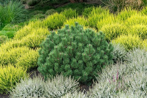 Crooked pine (Pinus mugo 'Humpy'), common heather (Calluna vulgaris)