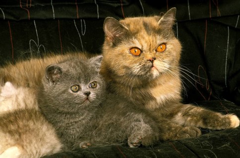 Exotic shorthair domestic cat, mother and kitten