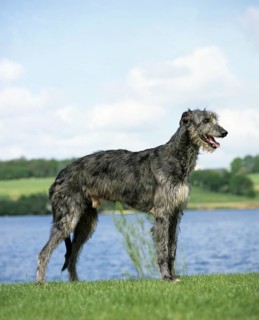 Scottish Deerhound dog, male near lake