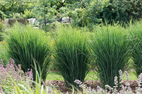 Switchgrass (Panicum virgatum 'Cloud Nine'), (Panicum virgatum 'Northwind')