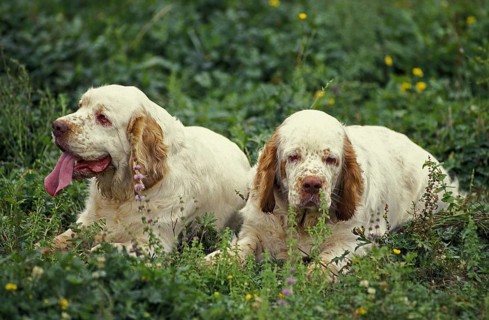 Clumber Spaniel lying on grass