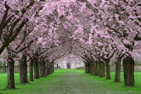 Ornamental cherries All in the Schwetzingen Palace Garden