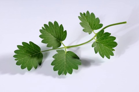 Salad burnet (Sanguisorba minor), Pimpernell