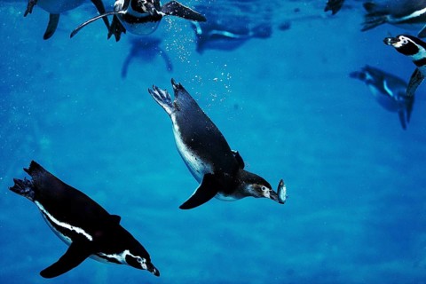 Humboldt penguin (spheniscus humboldti), adult catches fish, underwater view