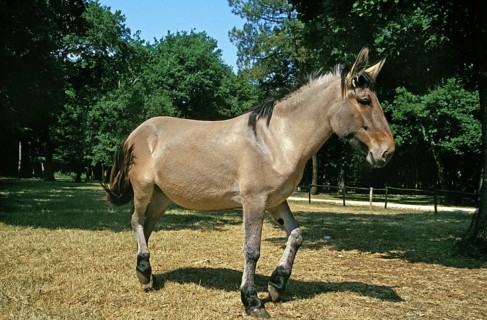 Mule, crossbreed of a male donkey and a female horse
