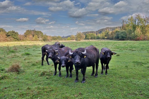 A small herd of water buffalo (Bubalus arnee) stands in a meadow in a wetland, landscape