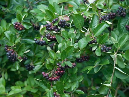 Chokeberry (Aronia melanocarpa 'Viking'), Marquardt, 81