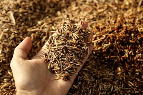 Oat cereal in human male hand. Oats texture background