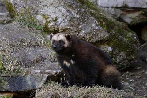 Wolverine, Gulo gulo, wolverine