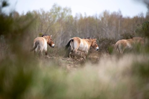 Przewalski's horse (Equus przewalskii), herd in a clearing in the forest, Döberitzer Heide,