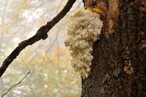 The very rare mushroom hedgehog spiny beard (Hericium erinaceus) growing on the trunk of an old